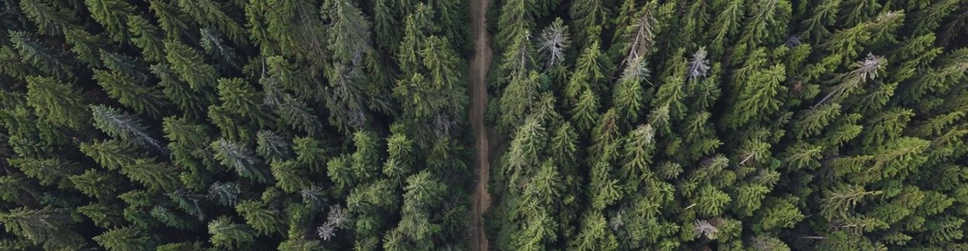 Как выбрать экологичную упаковку для Новогодних подарков?